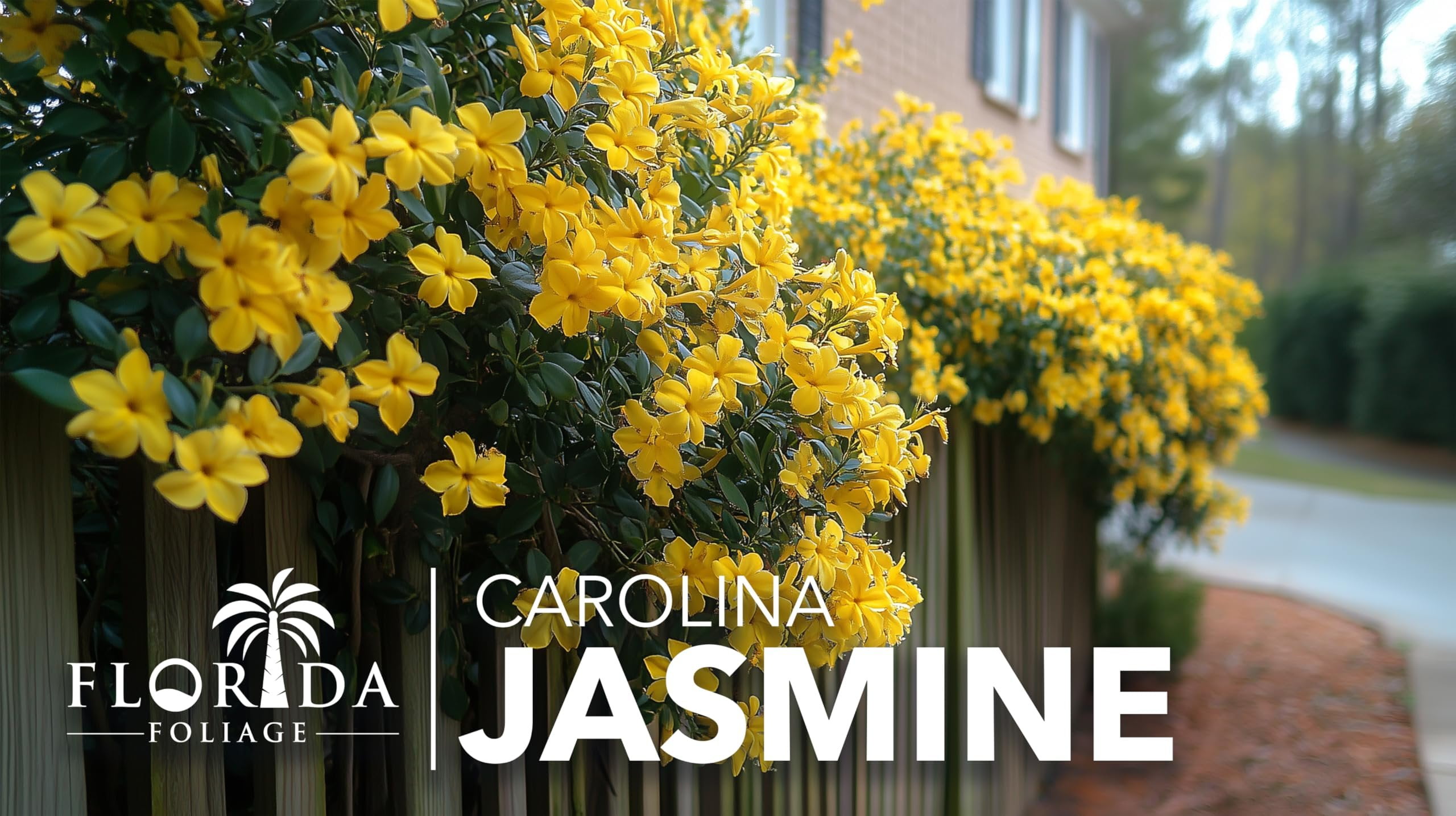 Carolina Jasmine  10 Live Plants  Gelsemium sempervirens  Fast-Growing Flowering Vine for Trellises & Fences  Climbing Landscape Plants