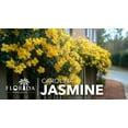 thumbnail image 4 of Carolina Jasmine  1 Large Gallon Size Plants  Gelsemium sempervirens  Evergreen Climbing Vine  Yellow Flowering Landscape Plants, 4 of 9
