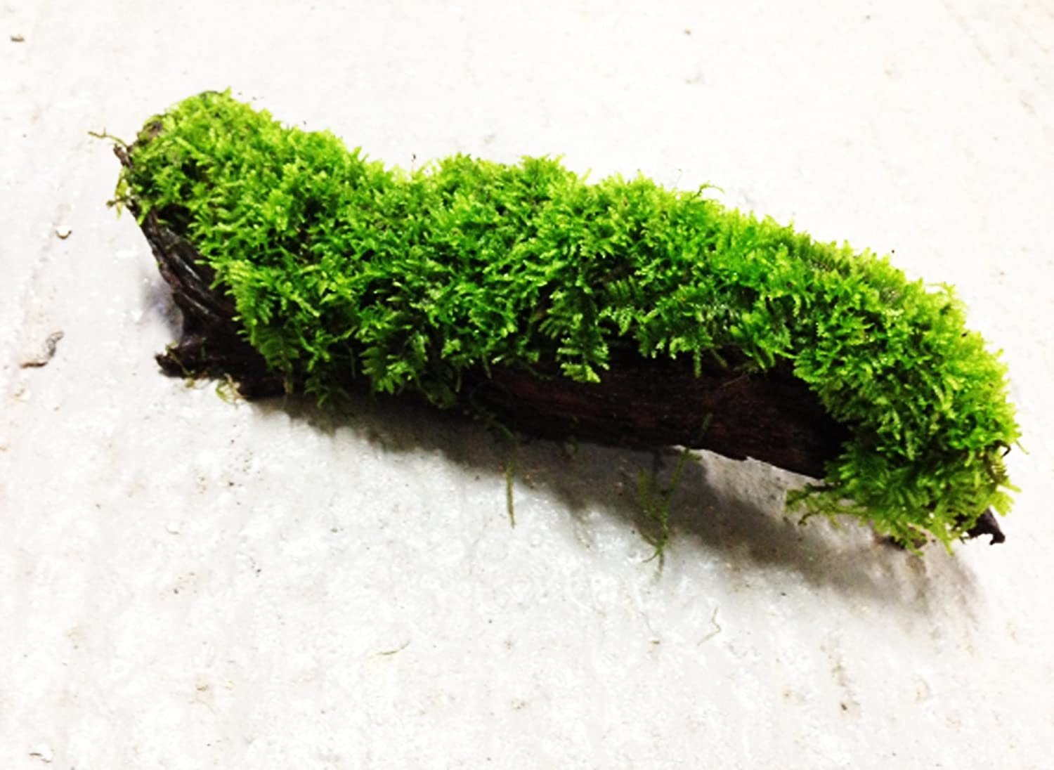 Greenpro Moss on Driftwood Freshwater Live Aquarium Plants for Aquatic