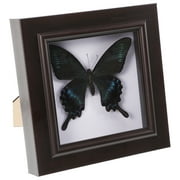 Display Shelves Cabinet Real Butterfly Specimens Taxidermy Simulated Household Products