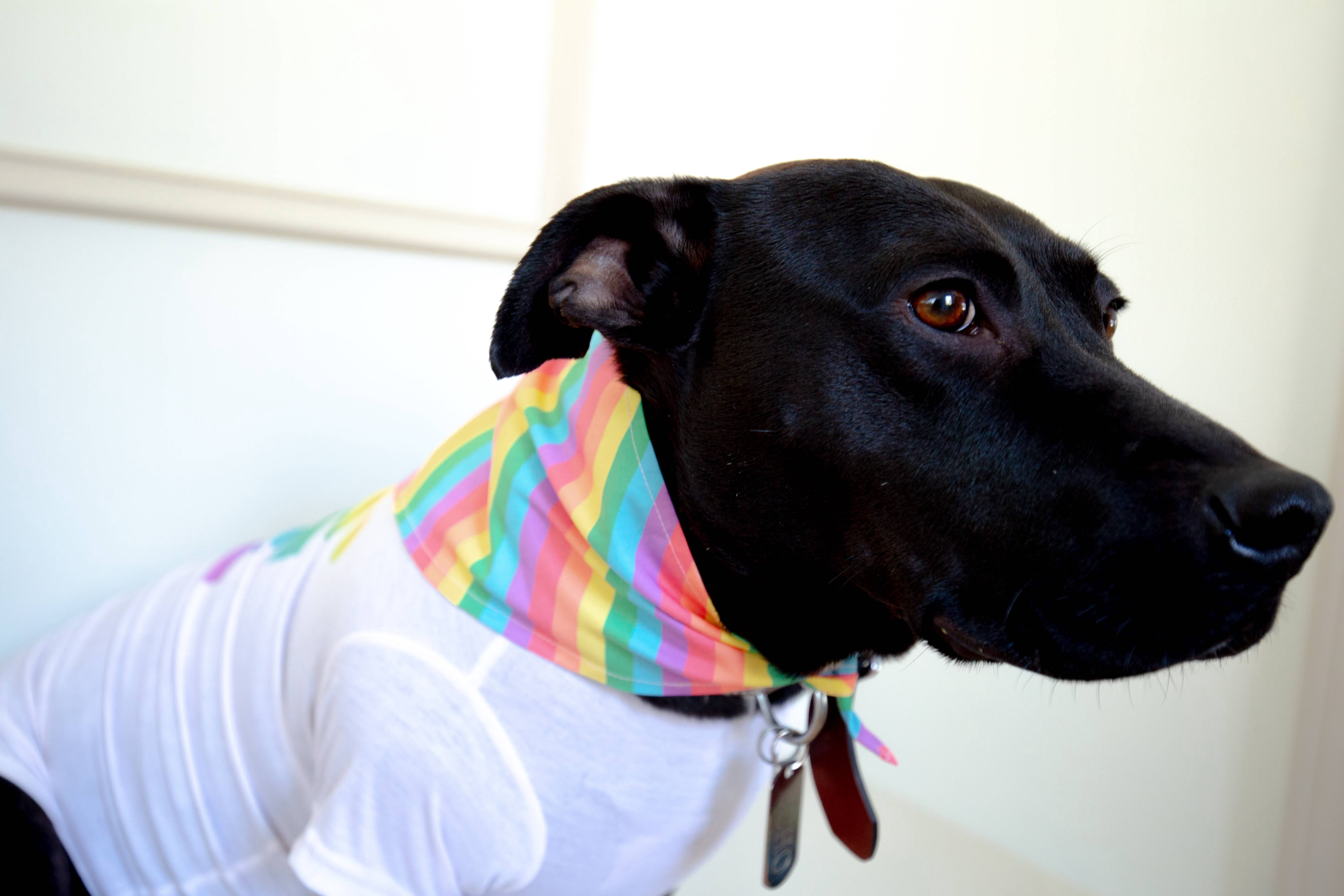 Rainbow Stripes Dog Bandana, Multi-color, M/L