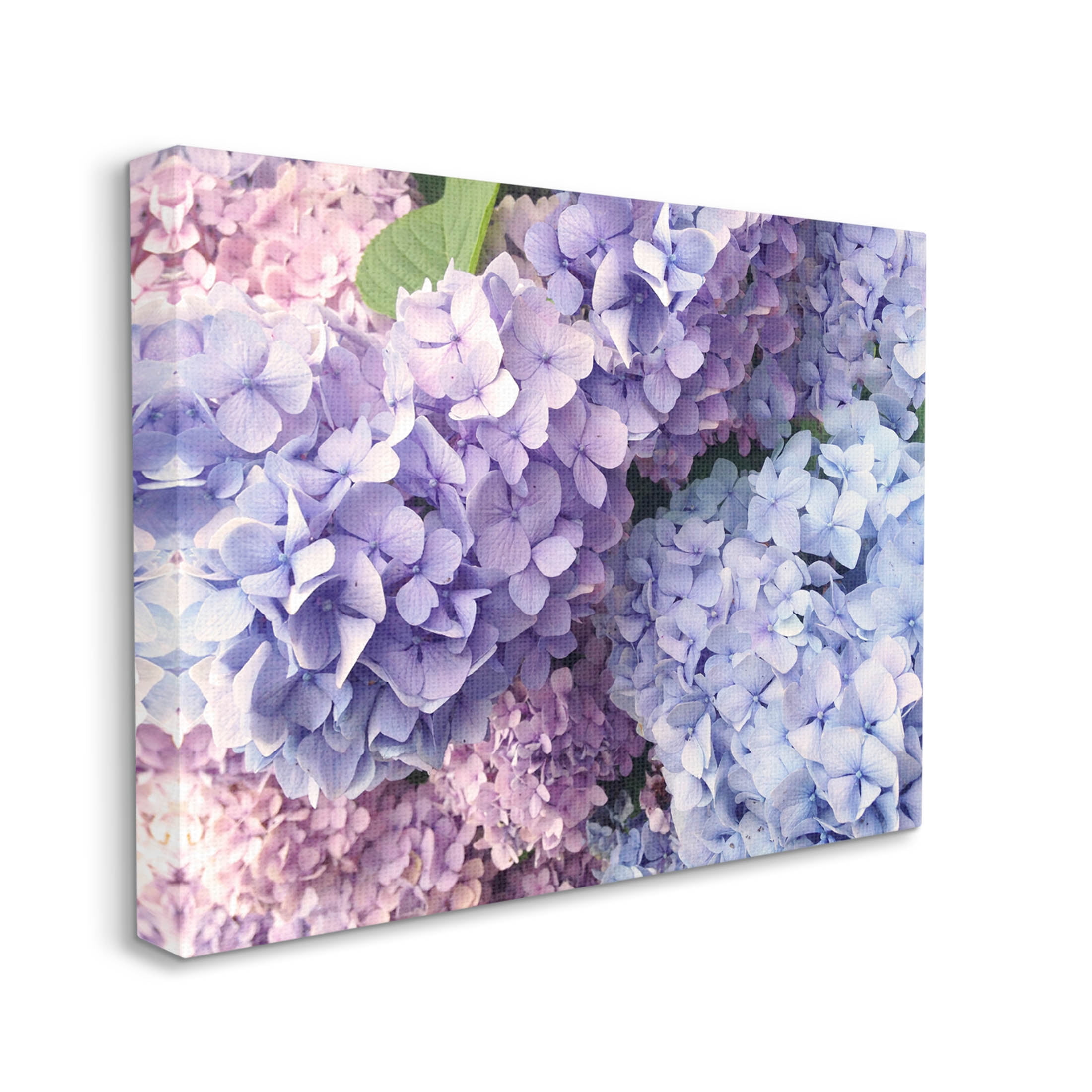 Pastel Hydrangea Flower Petals Botanical & Floral Photograph Gallery Wrapped Canvas Print Wall Art