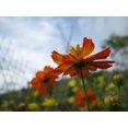thumbnail image 2 of 300 BRIGHT LIGHTS COSMOS Mix Mixed Colors Red Orange Yel Bipinnatus Flower Seeds, 2 of 3
