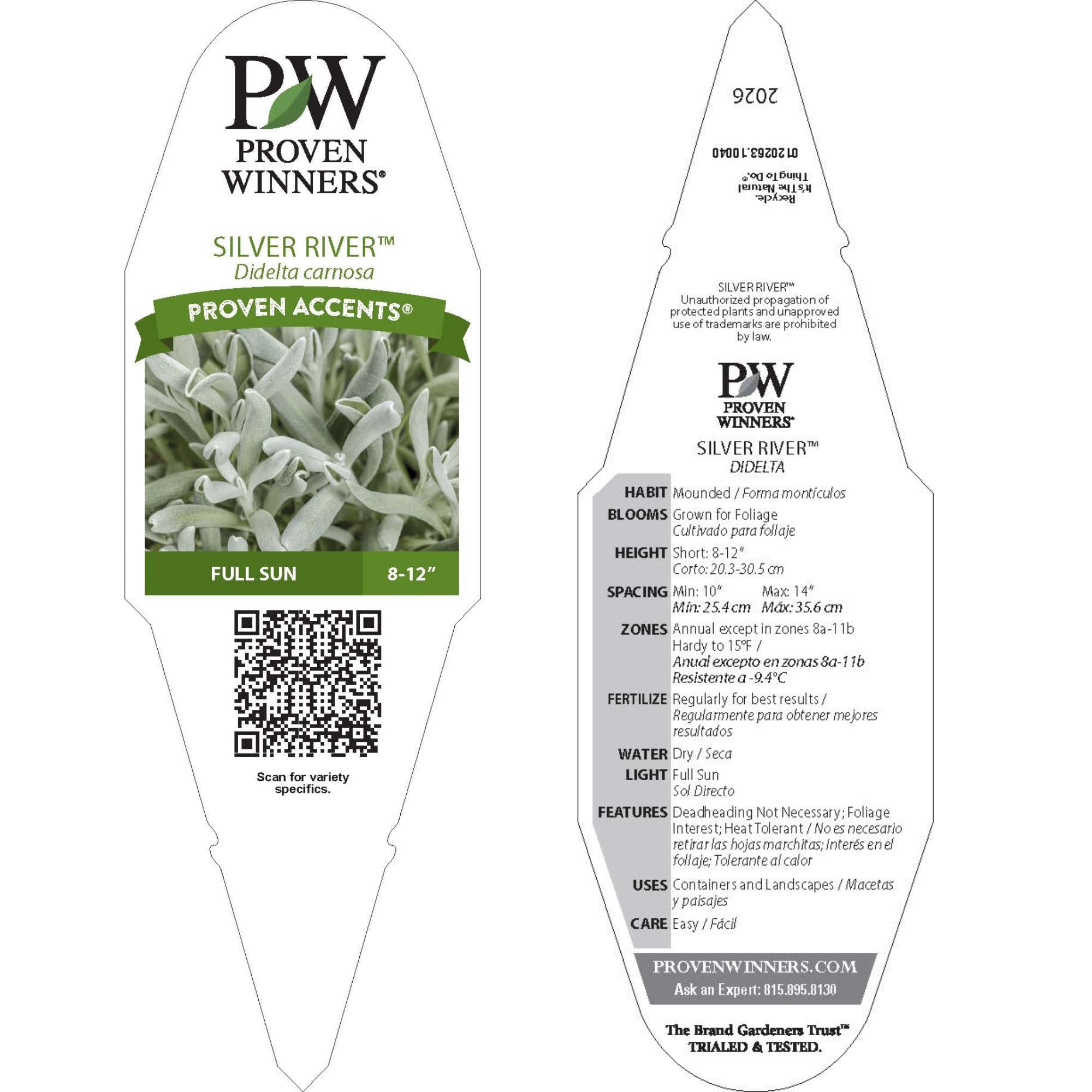 Proven Winners 4" White Silver River Didelta Live Plant in 4.25" Pot (4 Count)