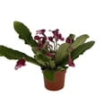 thumbnail image 3 of Ladyslippers® Red Bicolor Streptocarpus - 4" Pot - Collector's Series, 3 of 3