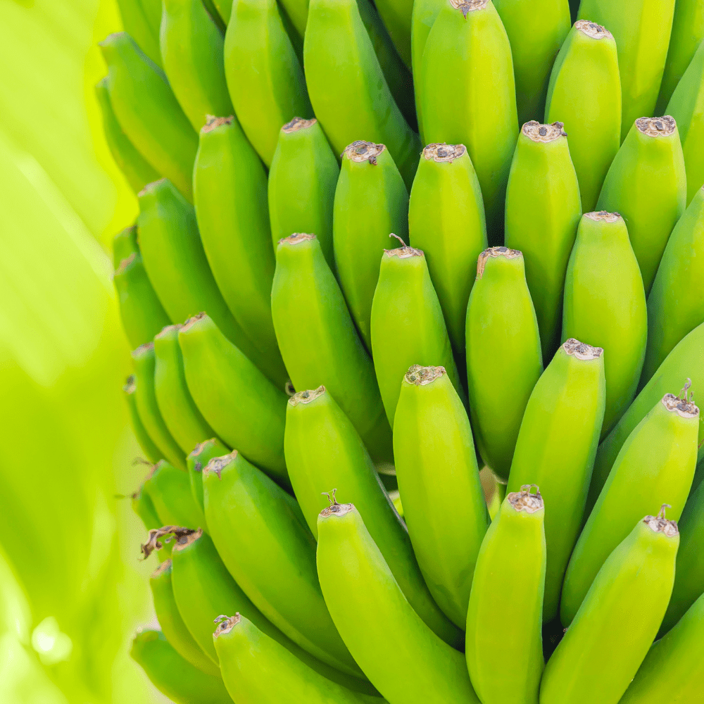 Dwarf Cavendish Banana Tree Live Plants, Well Rooted Banana Tree, Banana Plants, Sweet Edible Fruit Tree, Ready to Grow, Live Banana Fruit