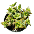 thumbnail image 5 of Live Succulent Plants 4" Pot Crassula Conjuncta, 5 of 5