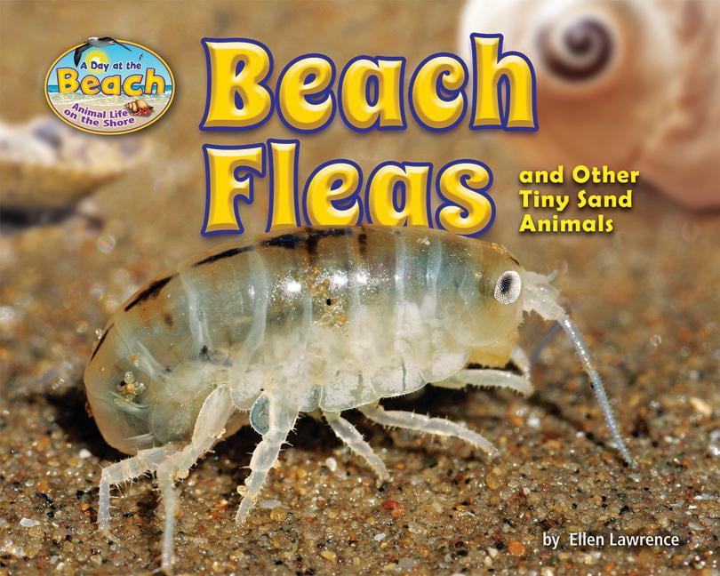 Day at the Beach: Animal Life on the Shore: Beach Fleas and Other Tiny