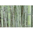 thumbnail image 2 of Flaherty, Dennis 14x11 White Modern Wood Framed Museum Art Print Titled - Japan, Nara Provence, Heguri-cho Bamboo grove, 2 of 4
