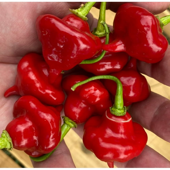 Sherwood's Seeds Aji Cachucha Pepper Seeds Aji Dulce Pepper, Heirloom Sweet Chili
