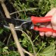 thumbnail image 3 of Tijeras de podar profesionales afiladas de 8" y sierra de mano plegable con hoja curva y mango de agarre resistente. Tijeras de podar para árboles, podadora manual, tijeras de jardín, 3 of 5