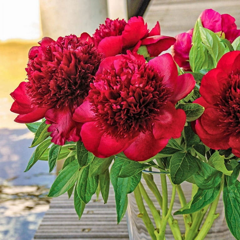10 Rare Seeds Red Charm Peony Seeds perennial authentic Seeds-flowers  organic. Non GMO vegetable Seeds-mix Seeds for Plant-b3g1b041 