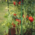 thumbnail image 4 of Purchased In A Pack Of 36 Tomato Cage Grid Connector Green Single Length 25.4cm, 4 of 6