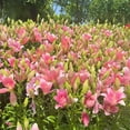 thumbnail image 4 of GSDWIUEW Lily Bulbs-2 or 4 Bulbs per Package Cold-Resistant Perennial Bulbs for Gardens, Easy-Grow. (Pink,4), 4 of 4