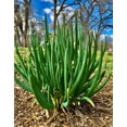 thumbnail image 6 of 5 Egyptian Walking Onion Plants for Planting, Tree Onion Egyptian Walking Tree Onions Plants 2 Year Old, 6 of 6