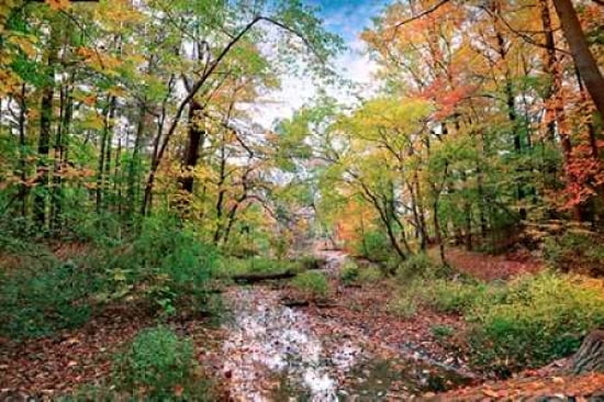 Autumn At Hopkins P