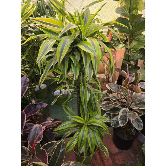 10 Inch Pot - XL 4 ft tall Live Lemon Surprise Dracaena (Dracaena fragrans ‘Lemon Surprise’)Elegant Indoor plant - Get similar to the picture