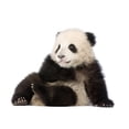 thumbnail image 2 of Giant Panda 6 Months Wall Decal by Wallmonkeys Peel and Stick Graphic (18 in W x 13 in H) WM254532, 2 of 4