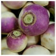 thumbnail image 2 of Everwilde Farms - 1 lb Purple Top White Globe Turnip Seeds - Gold Vault Bulk Seed Packet, 2 of 3