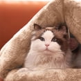 thumbnail image 4 of AZXY Covered Dog Bed,Dog Beds for Small Dogs,Washable Dog Bed Medium,Cute Warm Chew Proof Cotton Funny Fuzzy Pet Beds for Cats Clearance, 4 of 7
