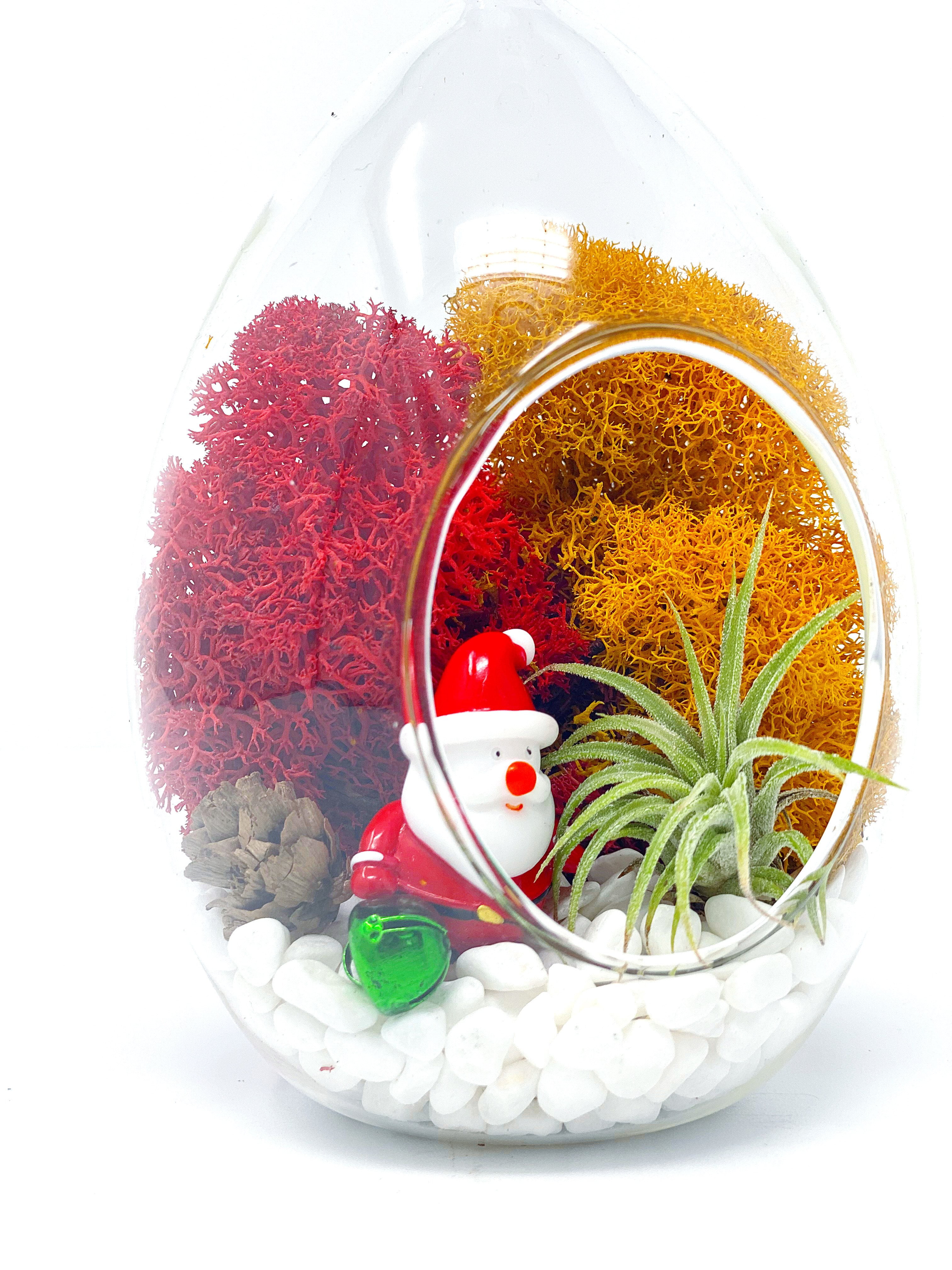  4.5 Inch Glass Air Plant Terrarium Kit with Color Changing LED  Light Display, Live Tillandsia Air Plant, White Sand, Seashell and Colored  Reindeer Moss (Green) : Patio, Lawn & Garden