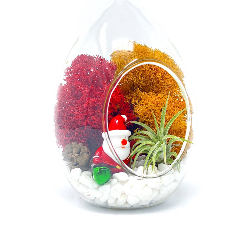 Air Plants Terrarium Supplies White Reindeer Moss – Air Plant Design Studio