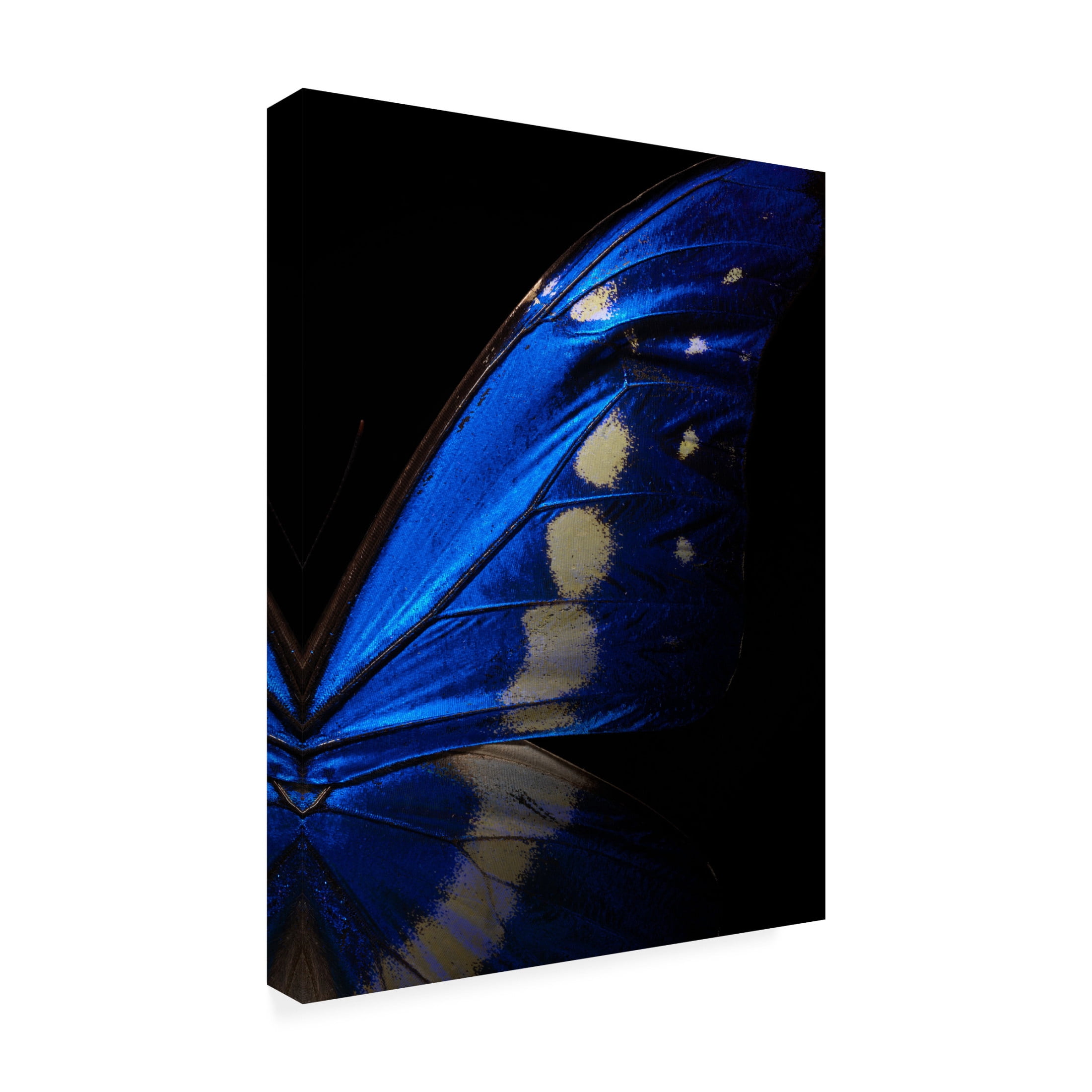 Trademark Fine Art Shiro Miyake Morpho Canvas Wall Art