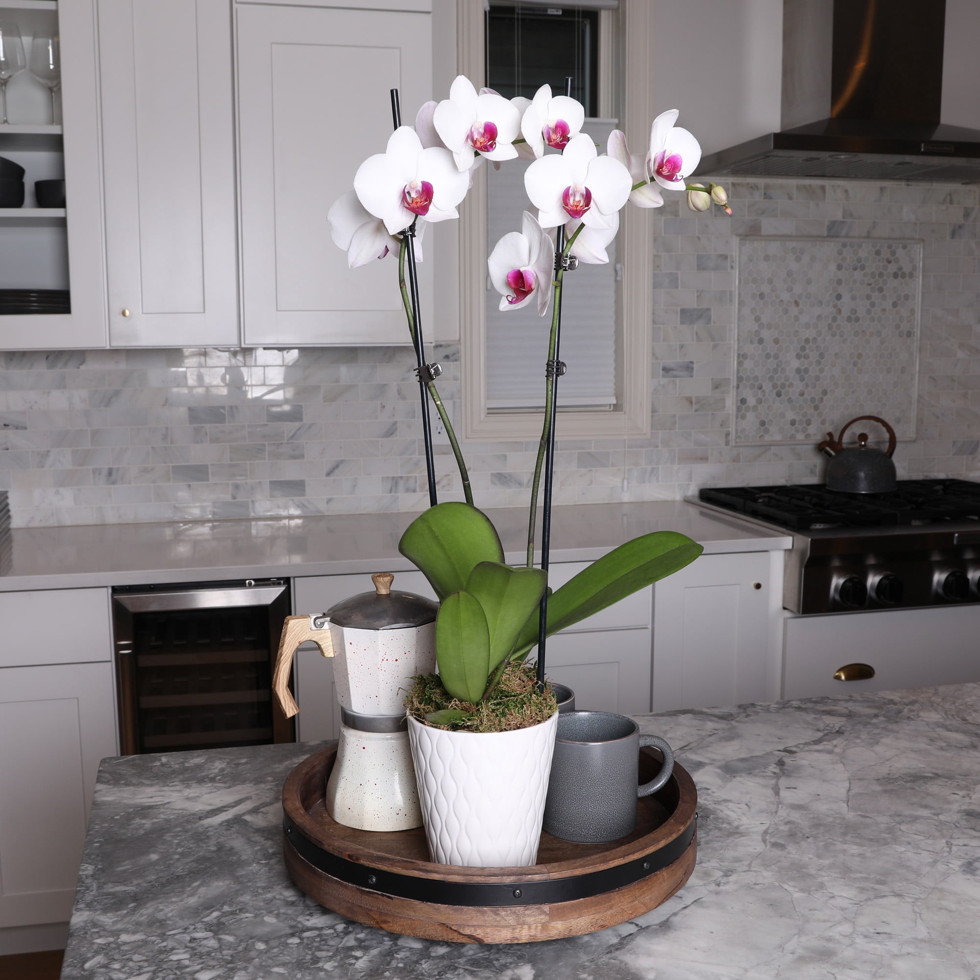 Just Add Ice 16-30" White and Purple Premium Orchid Live Plant in 5" White Ceramic Pot, House Plant