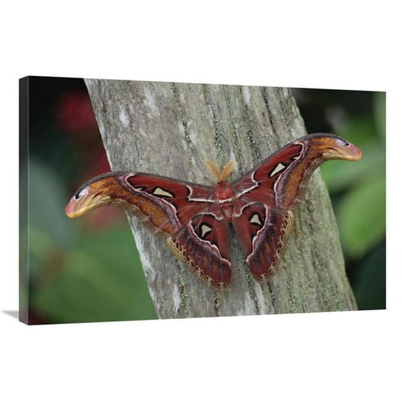 24 x 36 in. Atlas Moth Portrait, Asia Art Print - Gerry Ellis