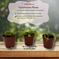 thumbnail image 3 of BubbleBlooms Carnivorous Plant Assortment Set, All Different Plant Species, 3 Live Potted Plants, 2 inch Pot, 3 of 9