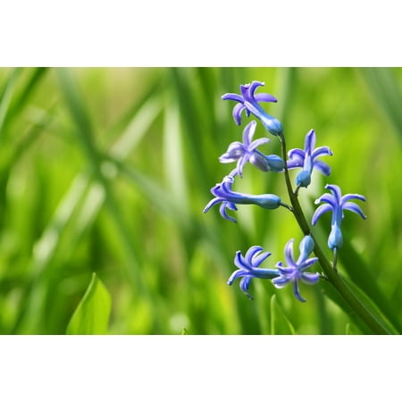 LAMINATED POSTER Garden Purple Flower Fragrant Flowers Hyacinth Poster Print 24 x (Best Fragrant Flowers For Garden)