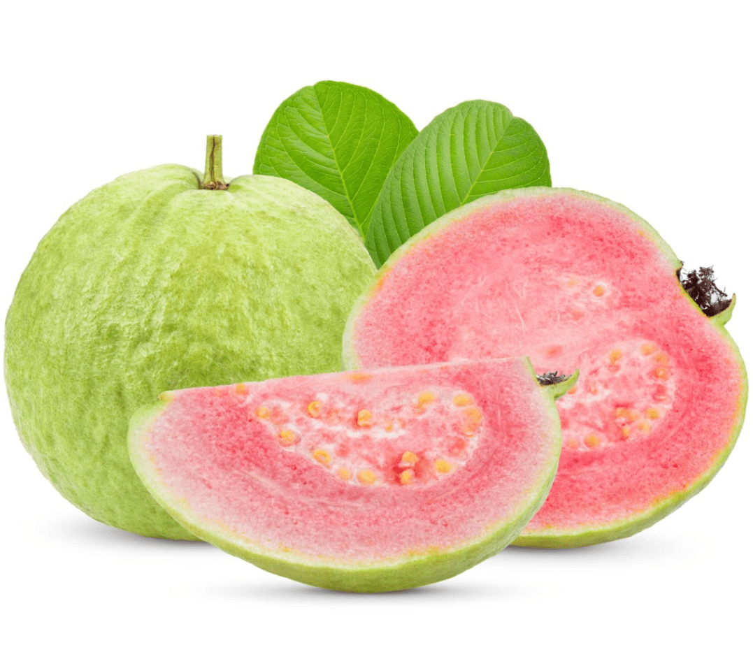 Guava Tree Live Plant, Pink Guava Trees, Guava Fruit Tree for Planting Indoor Outdoor Garden, 4 to 7 Inches Tall, NO POT