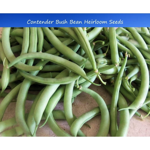 Bean SEEDS --Contender Bush Bean- 100 seeds- 6-8 inch stringless pods produce a week ahead of other beans-  Tasty fresh canned or Frozen
