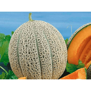Cantaloupe Melon Seeds - Hales Best Jumbo - Organic