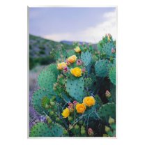 Stupell Industries Vivid Cactus Blossoms Photograph Unframed Art Print Wall Art, Design by Sonja Quintero