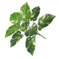 thumbnail image 2 of artificial plant plastic leaf artificial greenery leaf artificial plastic leaf plastic greenery leaf, 2 of 8