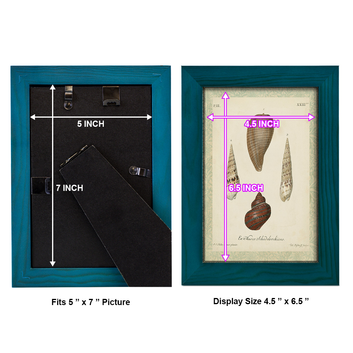 Bookplate Shells V - Framed Print w/glass - Ocean Blue