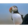 thumbnail image 2 of Fitzharris, Tim 24x19 Gold Ornate Wood Framed with Double Matting Museum Art Print Titled - Atlantic Puffin II, 2 of 4