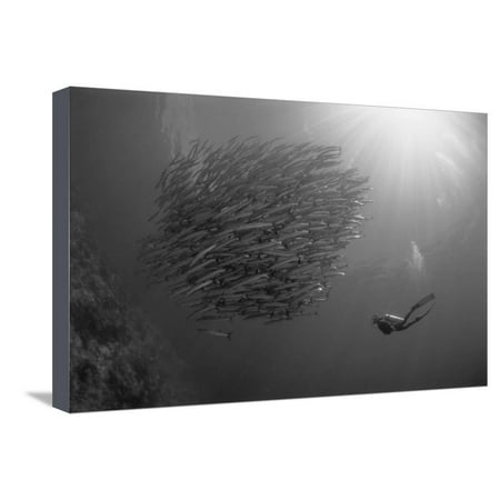 Indonesia, Scuba Diving in Sea Stretched Canvas Print Wall Art By Michele (Best Scuba Diving In Indonesia)