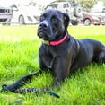 thumbnail image 4 of Paracord Planet Dog Toy Kit - DIY Dog Tug Toy - DNA or Knotted Rope Tug Dog Toy - Extreme Durability - Made in USA Cord, 4 of 4