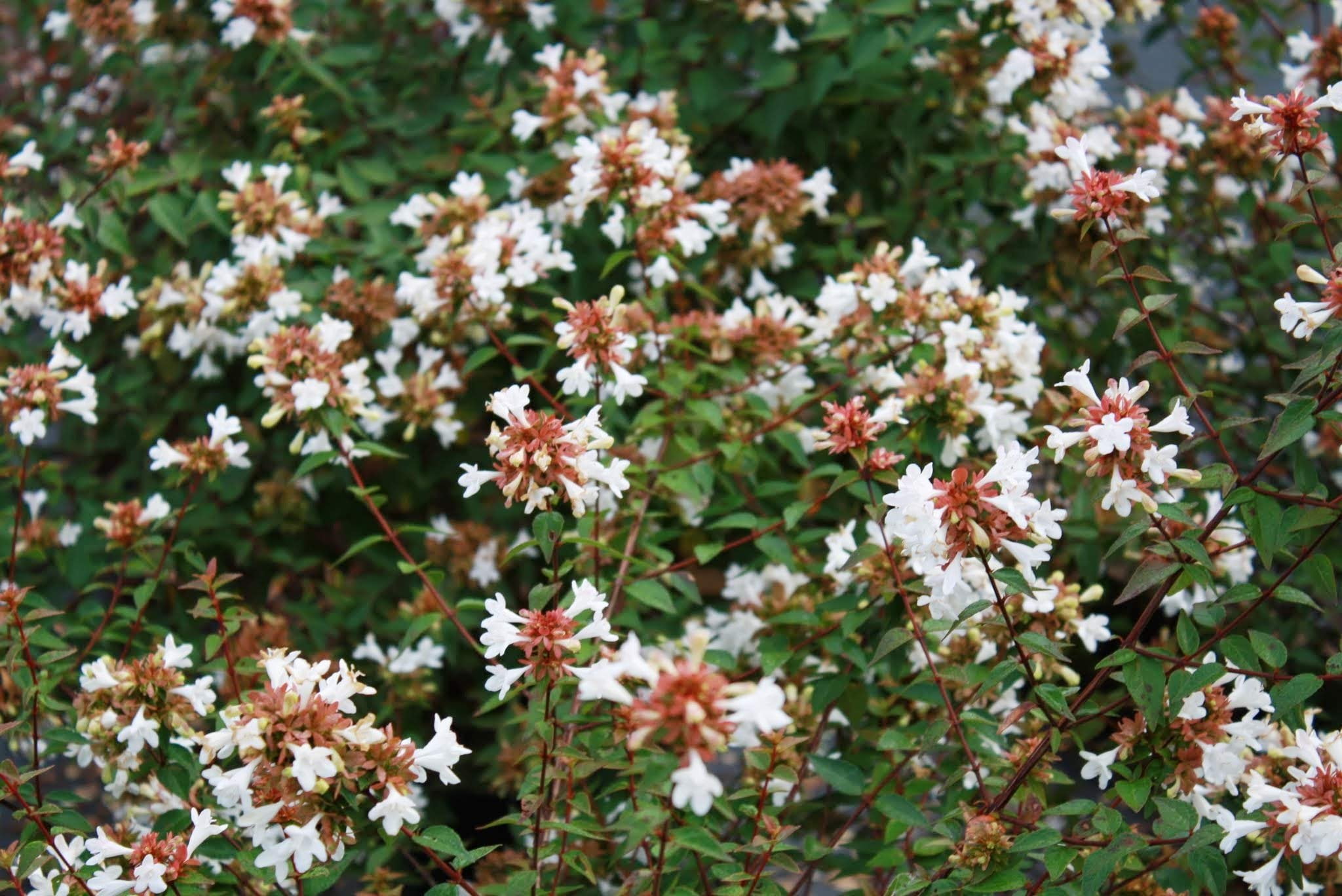 Abelia Chinensis Rose Creek - 3 Live Plants - Flowering Deer Resistant Butterfly Attracting Shrub