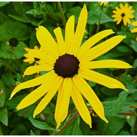 Canvas Print Flower Autumn Bloom Yellow Nature Flowers Stretched Canvas Print Flower Autumn Bloom Yellow Nature Flowers Stretched 10 X 14