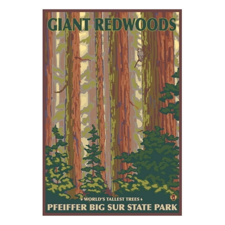 Pfeiffer Big Sur State Park, California - Giant Redwoods Print Wall Art By Lantern (Best Place To See Redwoods In Big Sur)