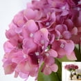 thumbnail image 4 of Hortensia artificial realista Timeless Cameo con pétalos intercalados a mano para fiesta familiar en la oficina, que simboliza esperanza, lealtad, eternidad y felicidad, 4 of 8