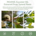 thumbnail image 5 of PHATOIL 30ml Eucalyptus Essential Oil for Diffusers Humidifier Aromatherapy Massage, Pure Undiluted Eucalyptus Oil, 5 of 9