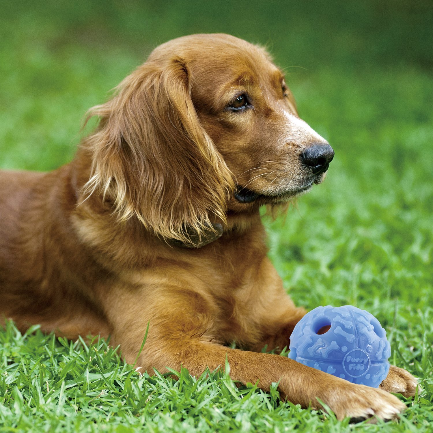 interactive dog ball by furryfido