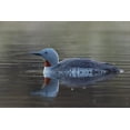 thumbnail image 2 of Archer, Ken 24x17 Black Ornate Wood Framed with Double Matting Museum Art Print Titled - Red-throated Loon, 2 of 4