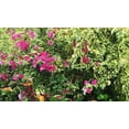thumbnail image 3 of Nelson Bougainvillea Flowering vines 17-7-10 4lb, 3 of 7