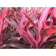 thumbnail image 4 of Hawaiian Live Red Cordyline Fruticosa Ti Leaf Plant Logs - 1 Pk 2 Logs, Full Sun, 4 of 7