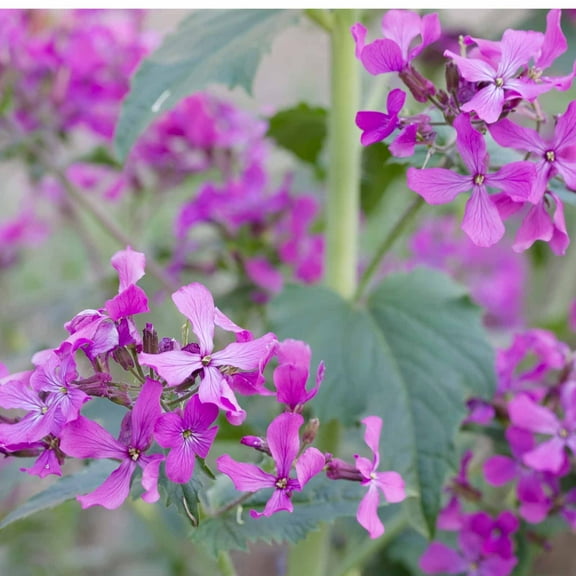Lunaria Money Plant Flower Garden Seeds - 1 g Packet ~50 Seeds - Perennial Flower Gardening Seed - Lunaria biennis